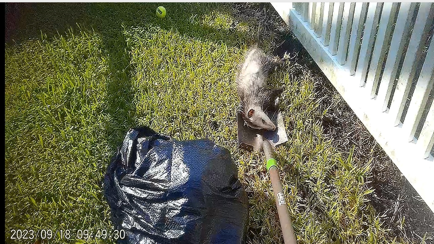 AJ DIMATTIA JERK BOARD OF DIRECTORS TOWNPARK GROSS DIRTY HOA